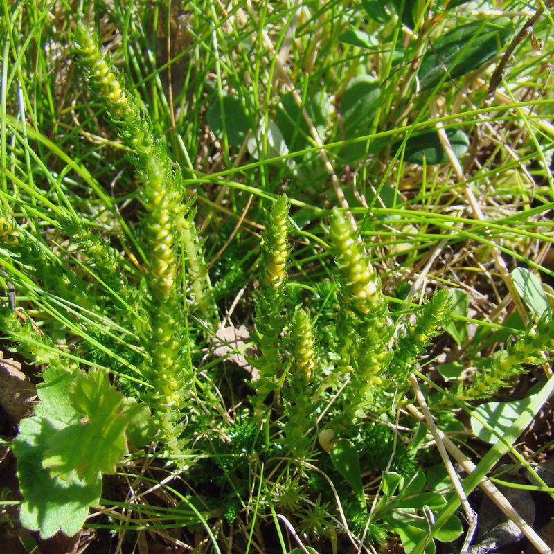 Image of Selaginella selaginoides specimen.