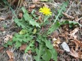 род Taraxacum