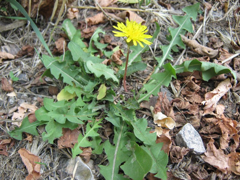 Изображение особи род Taraxacum.