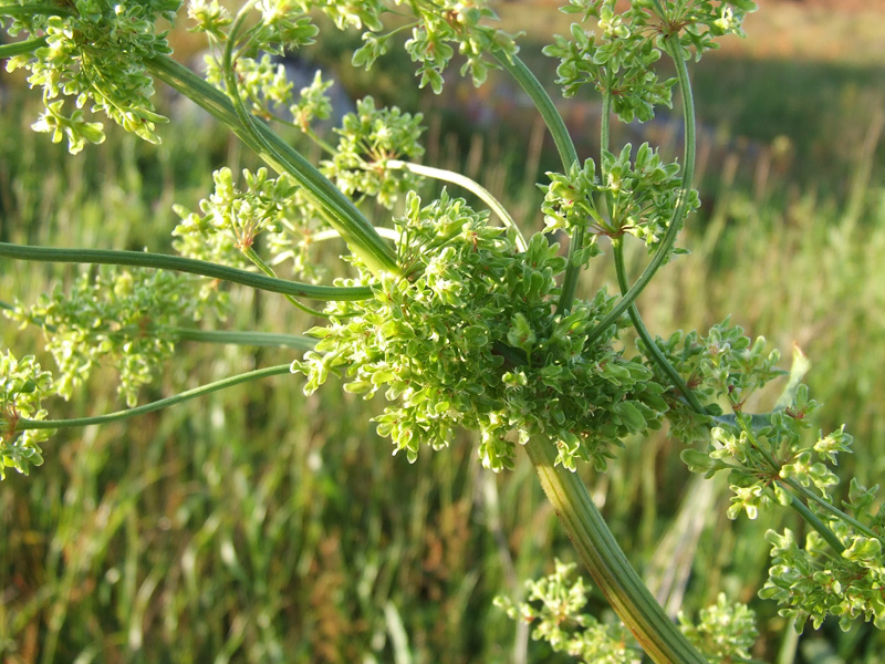 Изображение особи Rumex confertus.