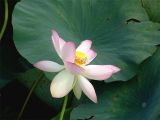 Nelumbo caspica