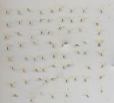 Conyza canadensis. Плоды-семянки с одного соцветия. Курская обл., г. Железногорск, пустырь. 25 сентября 2009 г.