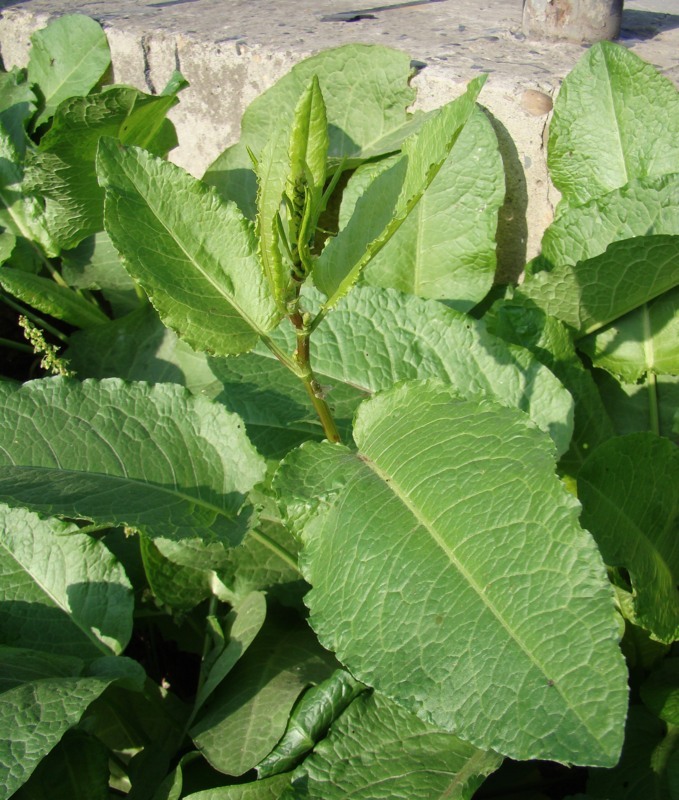 Image of Rumex obtusifolius specimen.