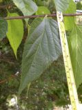 Celtis occidentalis