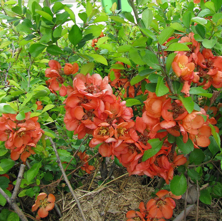 Image of genus Chaenomeles specimen.