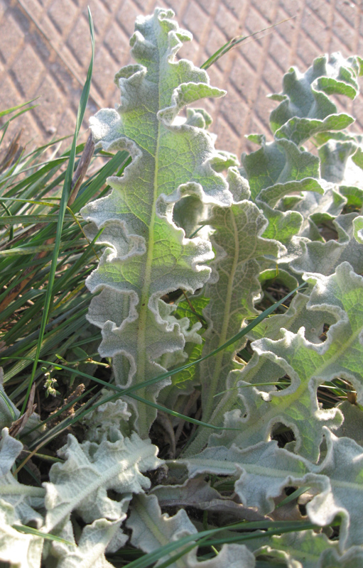 Изображение особи Verbascum undulatum.