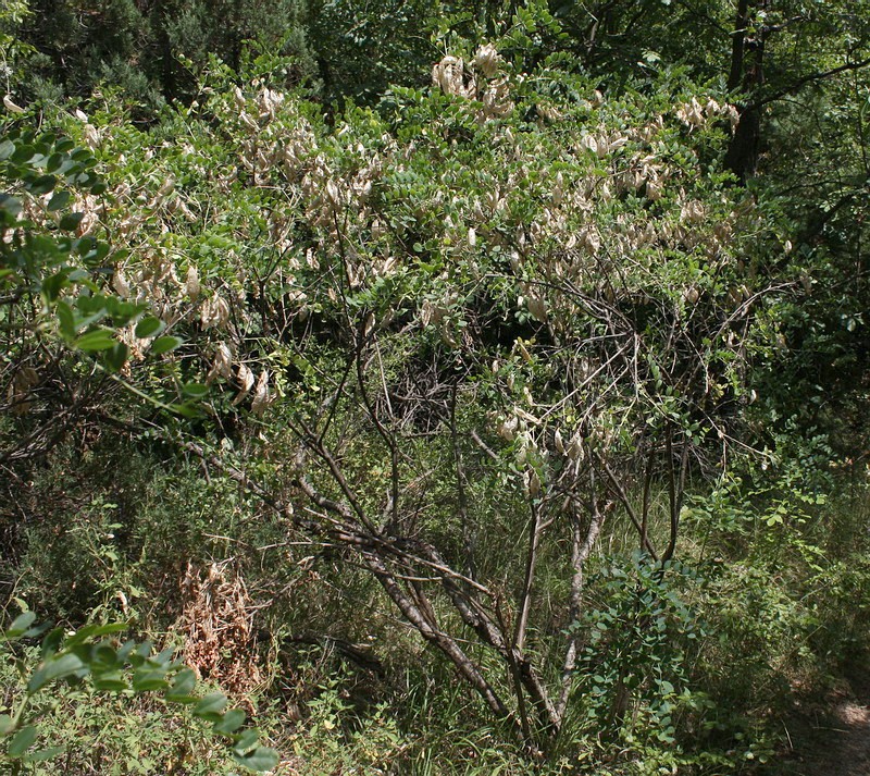 Image of Colutea cilicica specimen.