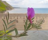 Vicia angustifolia