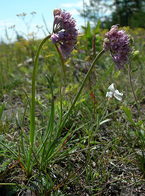 Изображение особи Allium prostratum.