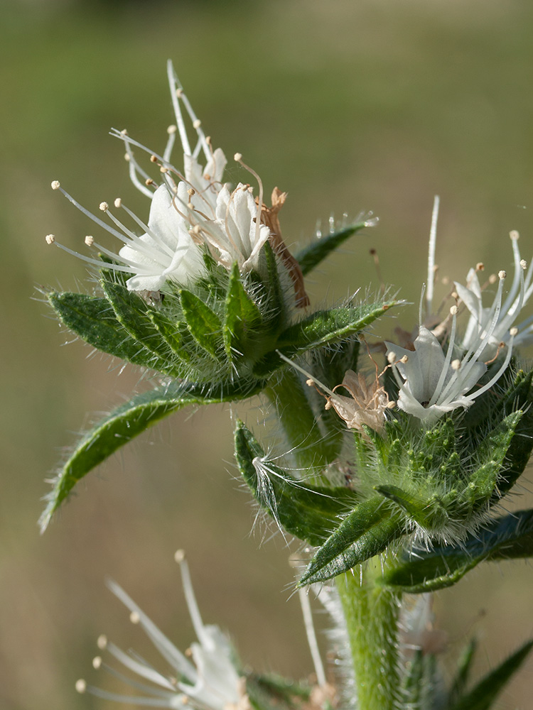 Image of Echium italicum specimen.