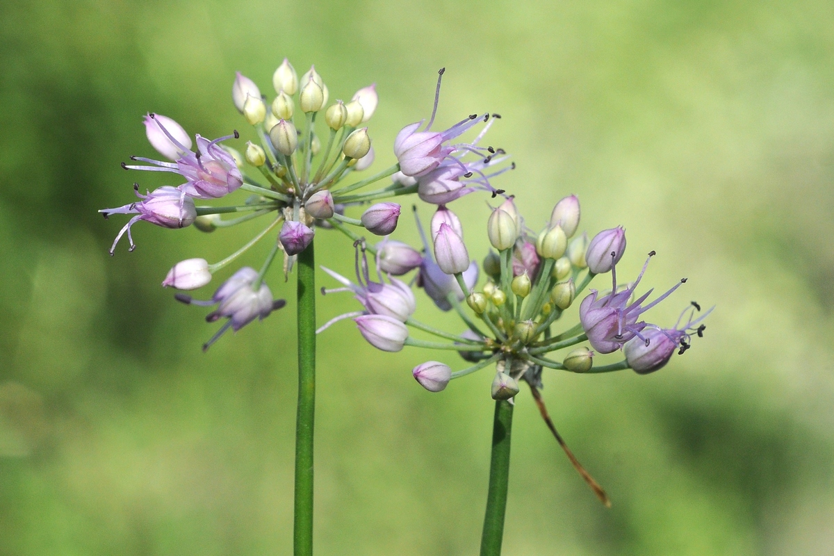 Изображение особи Allium cretaceum.