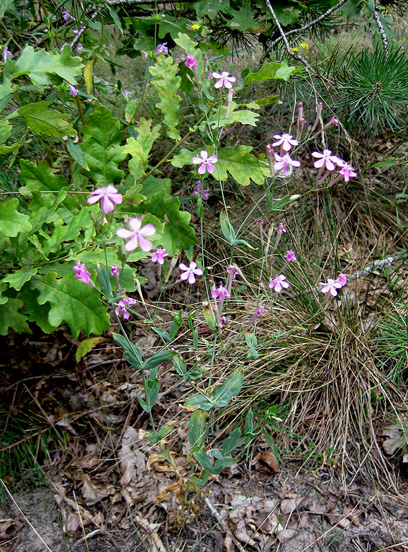 Изображение особи Silene lituanica.