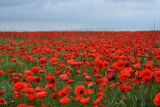 Papaver rhoeas