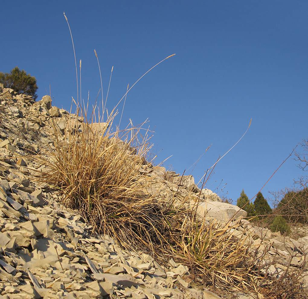 Image of Sesleria alba specimen.