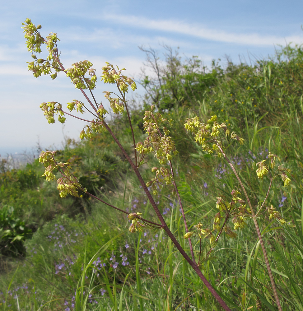 Image of Thalictrum minus specimen.