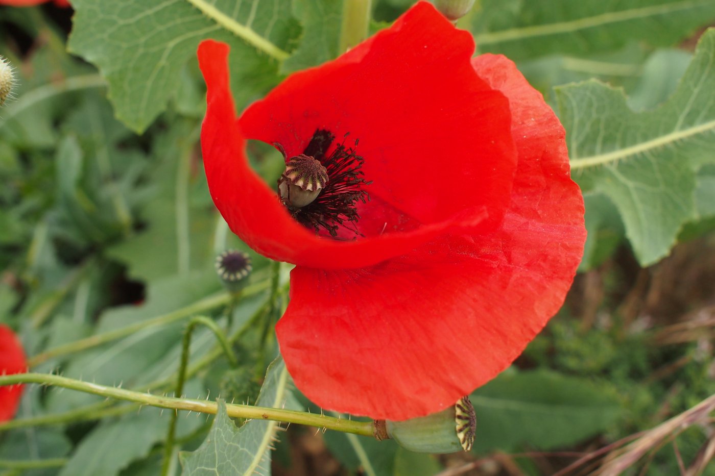 Image of Papaver rhoeas specimen.