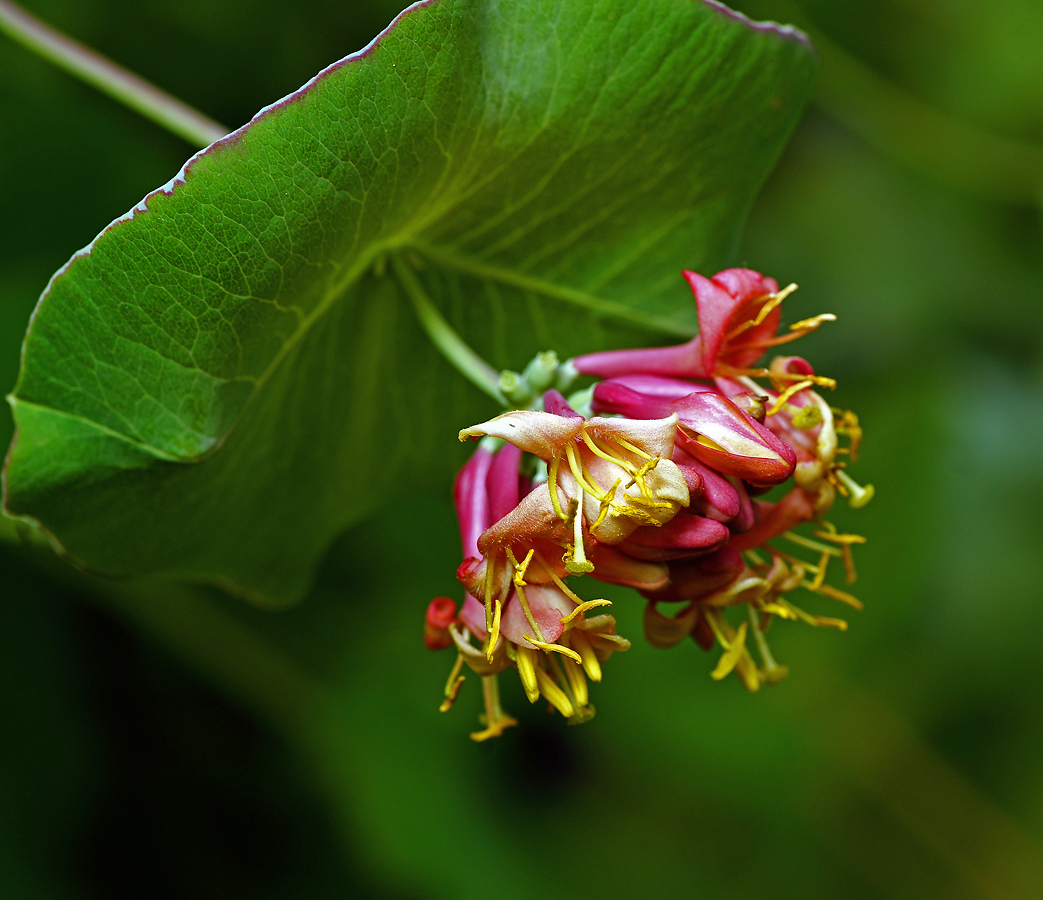 Image of Lonicera dioica specimen.