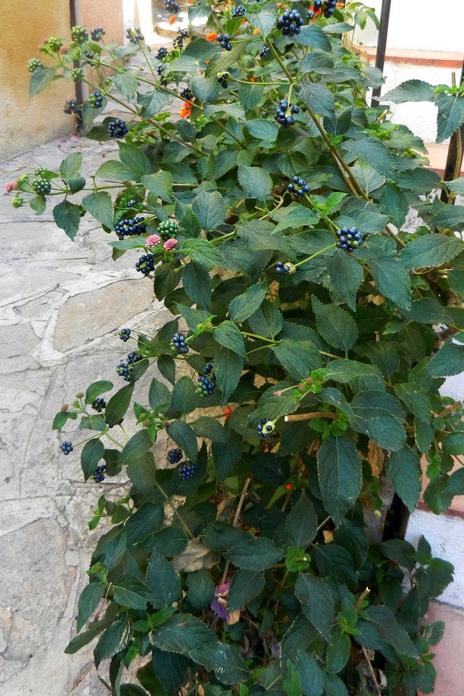 Image of Lantana camara specimen.