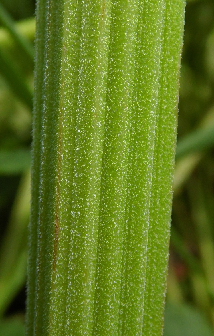 Изображение особи Anthriscus sylvestris.