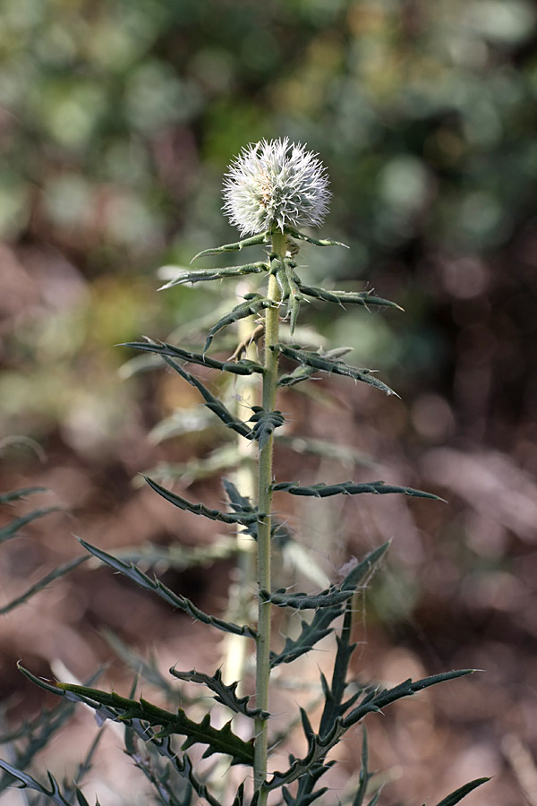 Изображение особи Echinops tschimganicus.