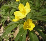 Anemone ranunculoides