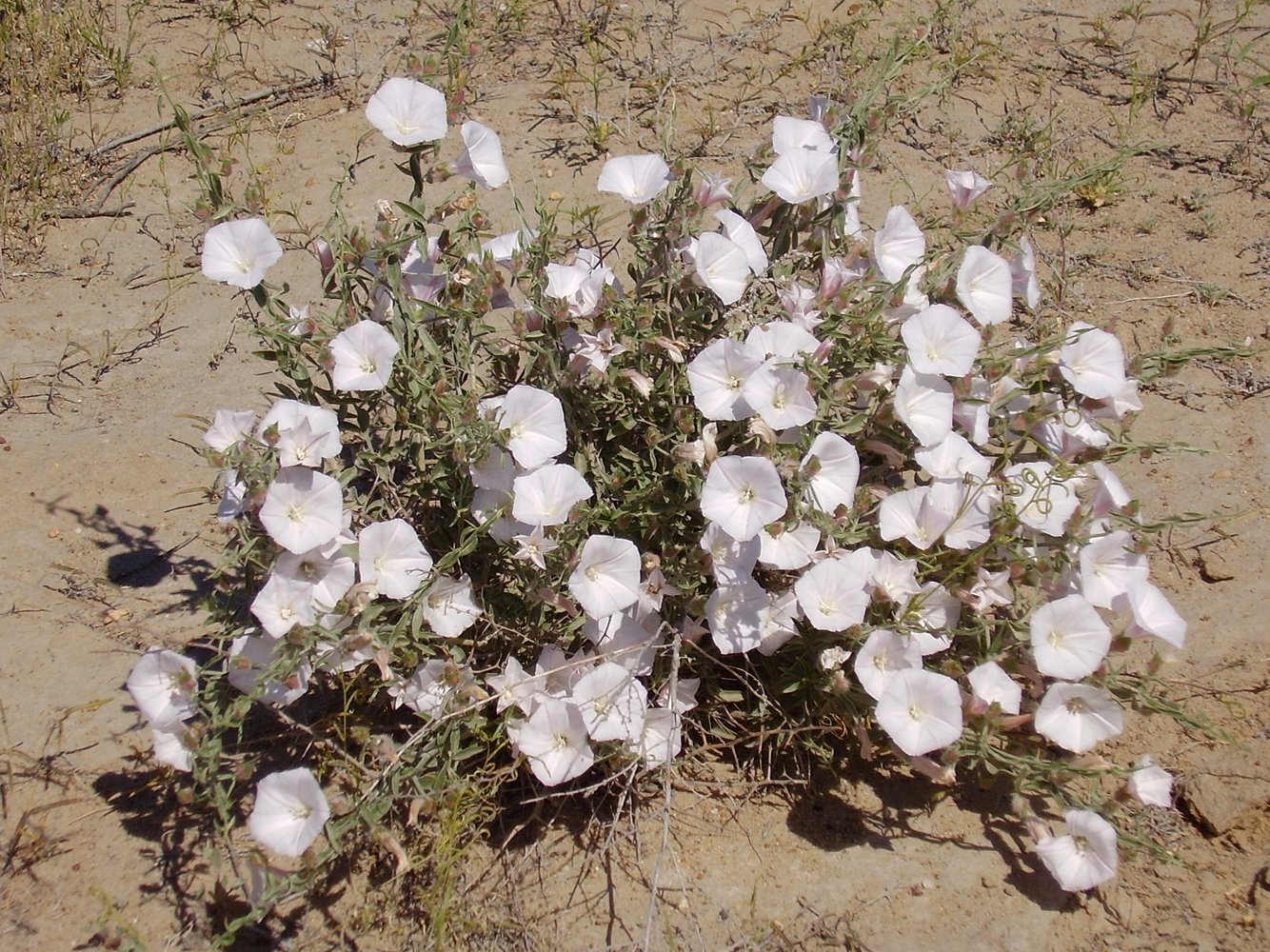 Image of Convolvulus fruticosus specimen.