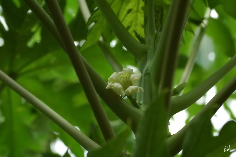 Image of Carica papaya specimen.