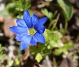 Gentiana karelinii