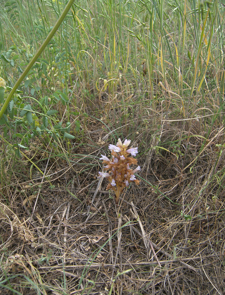 Изображение особи Phelipanche ramosa.