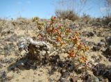 Arthrophytum lehmannianum