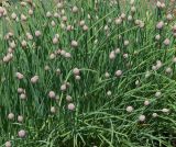 Allium schoenoprasum