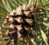 genus Pinus
