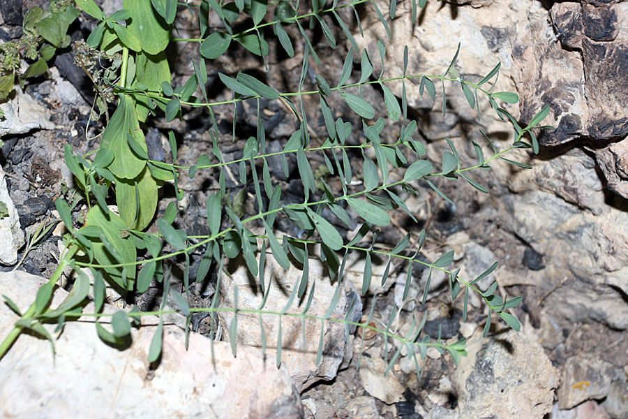 Image of Hypericum perforatum specimen.