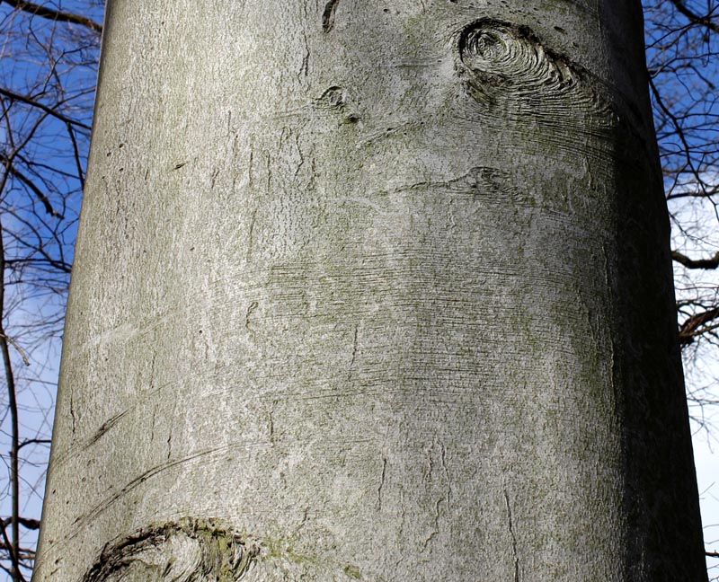 Image of Fagus sylvatica specimen.