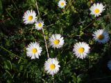 Bellis perennis