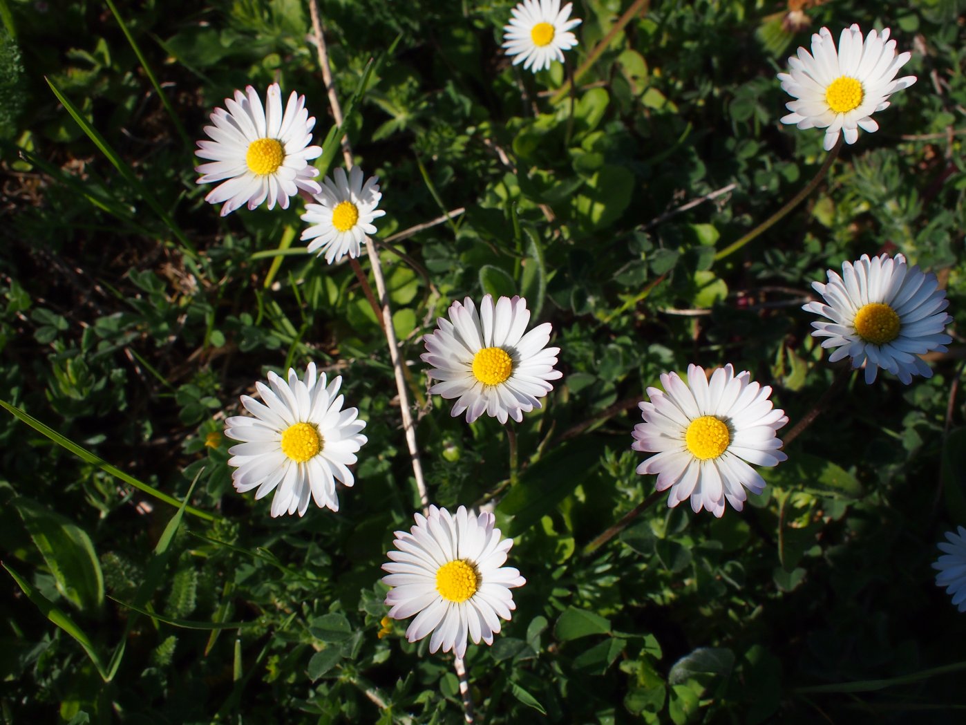 Изображение особи Bellis perennis.