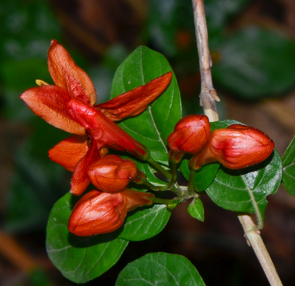 Image of Ruttya fruticosa specimen.