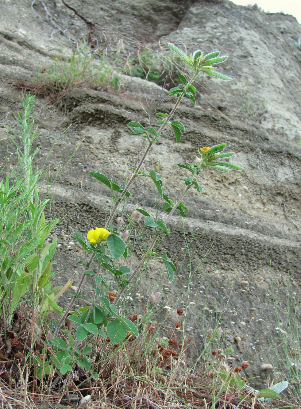 Image of Argyrolobium biebersteinii specimen.