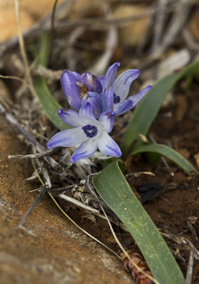 Image of Bellevalia hyacinthoides specimen.