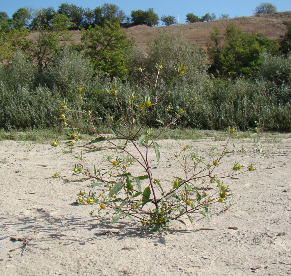 Image of Bidens frondosa specimen.