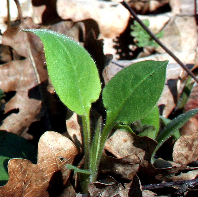 Image of Pulmonaria obscura specimen.