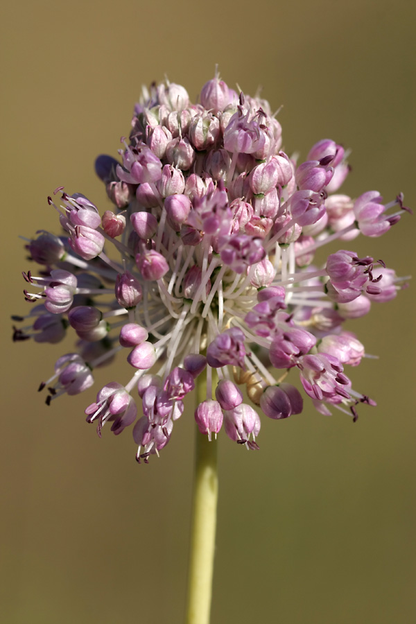 Image of Allium turkestanicum specimen.