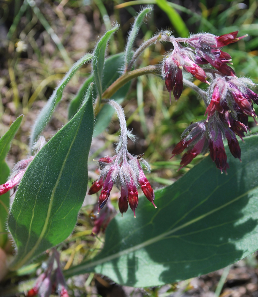 Image of Rindera oblongifolia specimen.