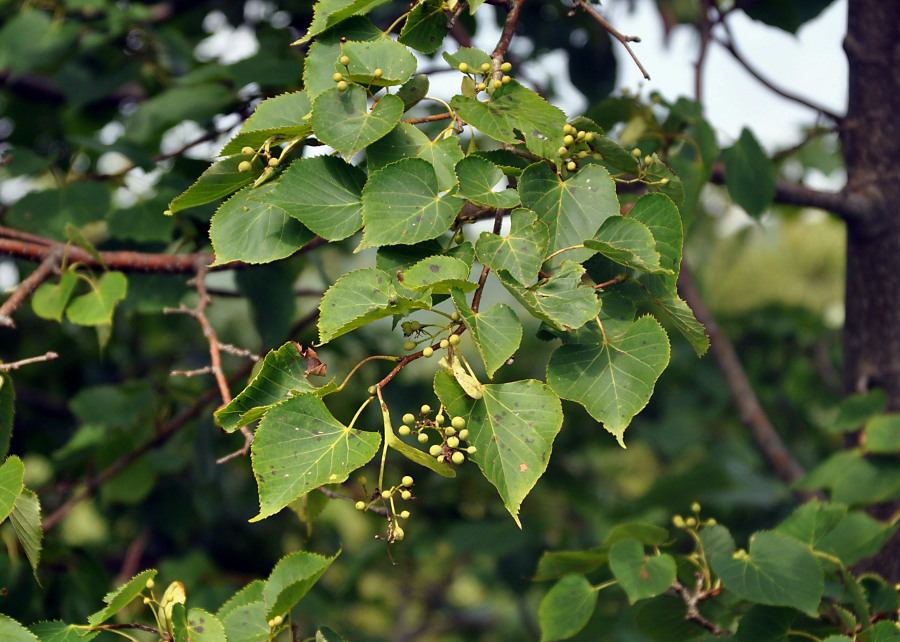 Image of Tilia amurensis specimen.