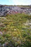 Lycopodium lagopus