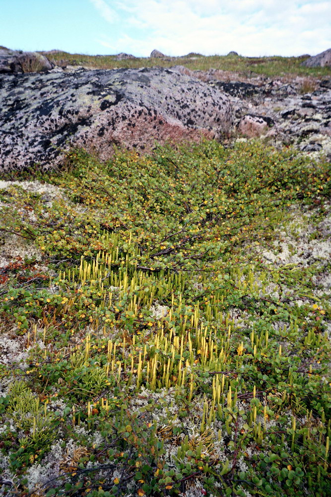 Image of Lycopodium lagopus specimen.