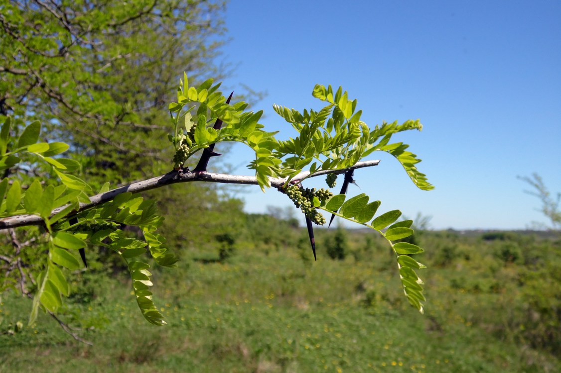 Image of Gleditsia triacanthos specimen.