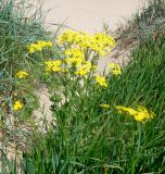 Senecio vernalis. Цветущее растение. Краснодарский край, Темрюкский р-н, пос. Кучугуры, берег Азовского моря. 30.04.2016.