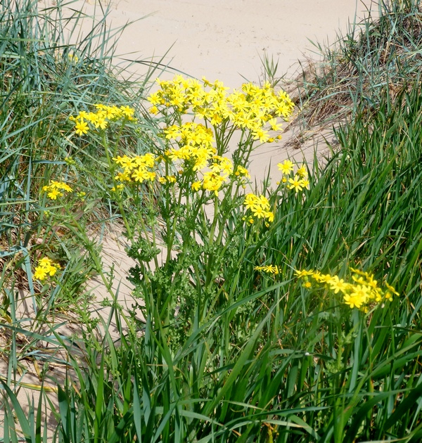 Изображение особи Senecio vernalis.
