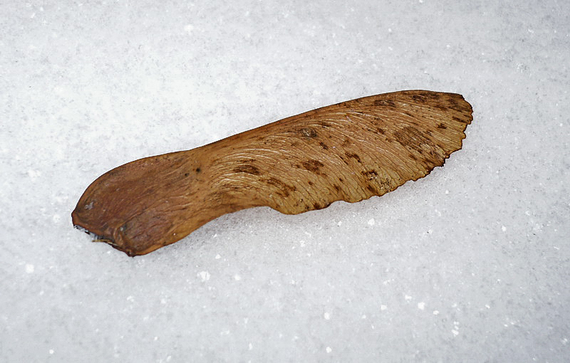 Image of Acer platanoides specimen.